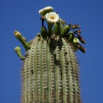 Photo Jolts! How is this Cactus Flower a Metaphor for Death?
