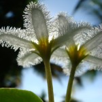 Photo Jolts! How are these Flowers a Metaphor for Envy?