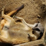 Photo Jolts! How is this Meerkat a Metaphor for Envy?